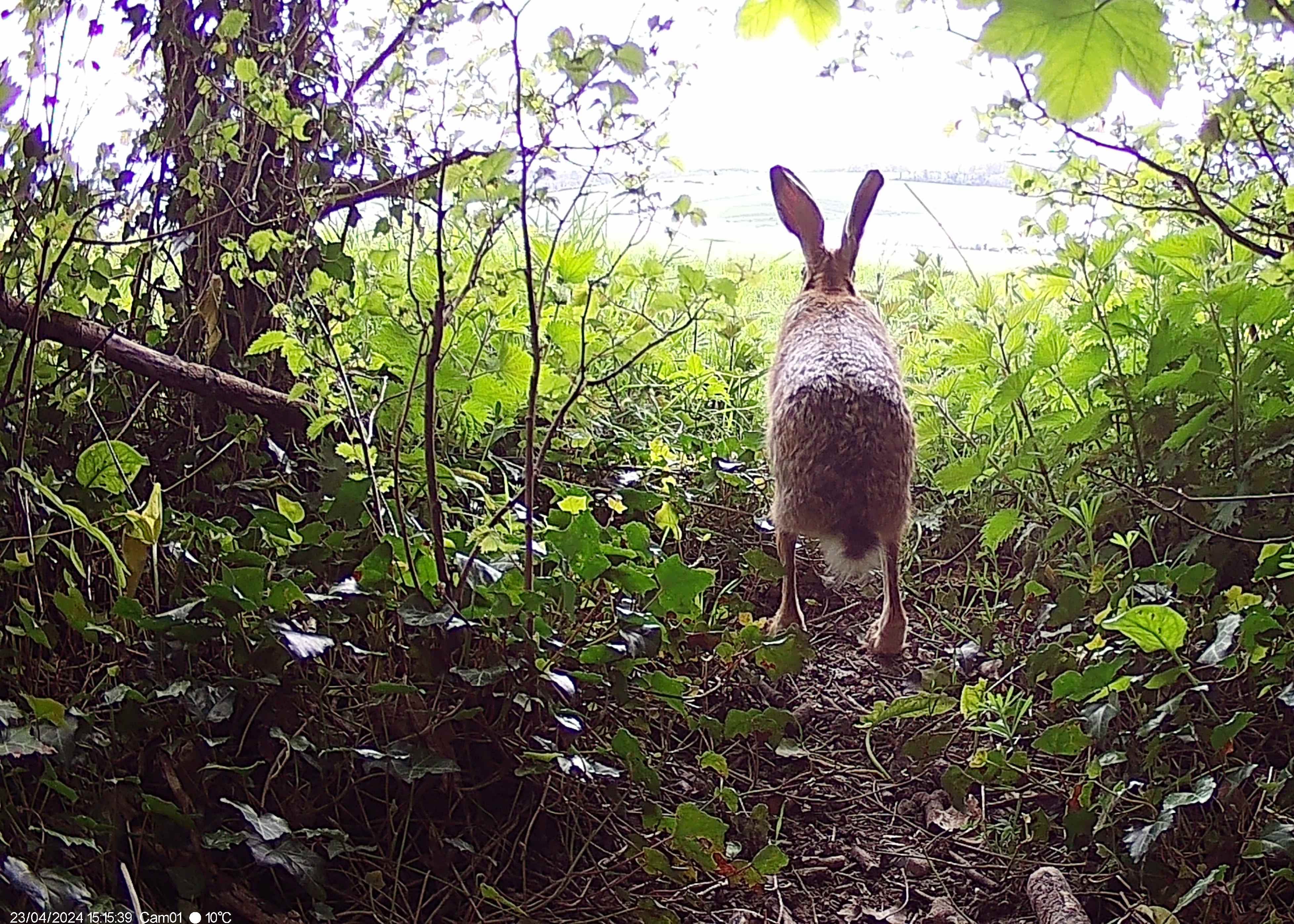 hare photographed by trailcam